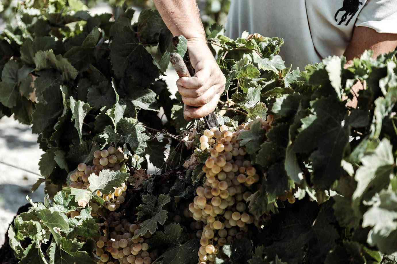 The Grape Harvest in the Sherry Triangle