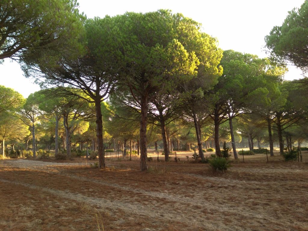 Pinetrees La Barrosa