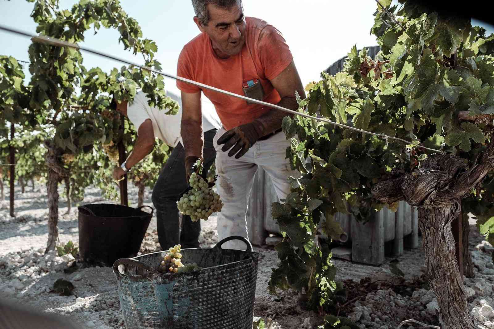 The Grape Harvest: Wine culture for the whole family The Grape Harvest